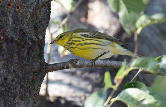 Image of Cape May Warbler