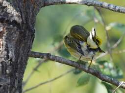 Image of Cape May Warbler