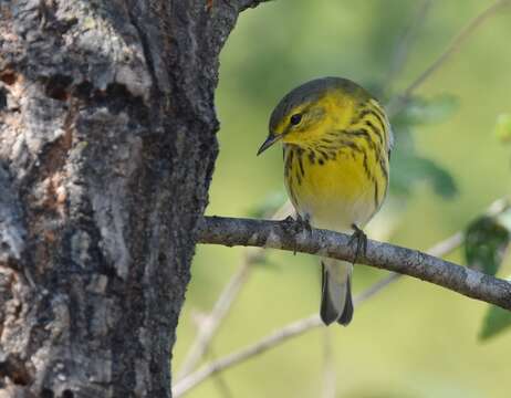 Image of Cape May Warbler