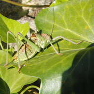 Image of Neocallicrania miegii (Bolívar & I. 1873)