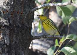 Image of Cape May Warbler