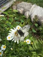 Plancia ëd Parnassius glacialis Butler 1866