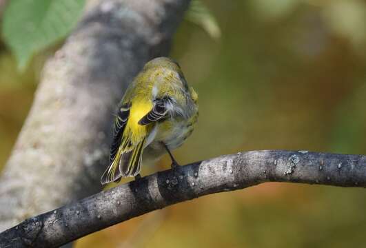 Image of Cape May Warbler