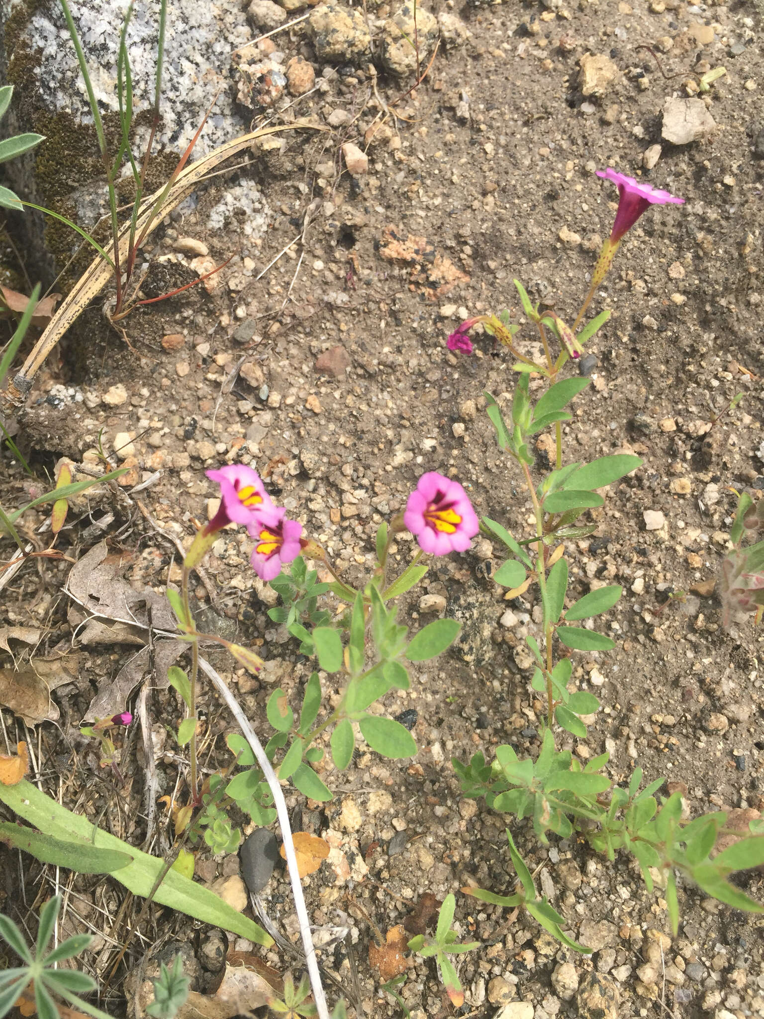 Image of Slender-Stem Monkey-Flower