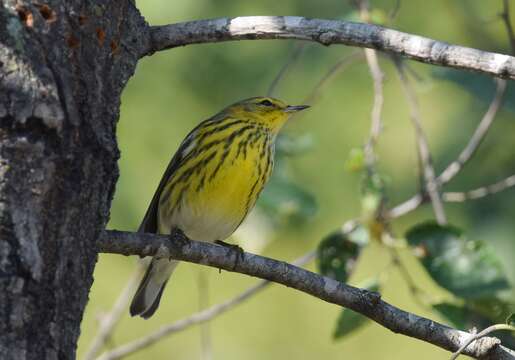 Image of Cape May Warbler