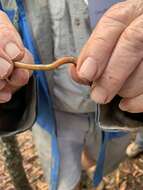 Image of Yolk-bellied Snake-skink