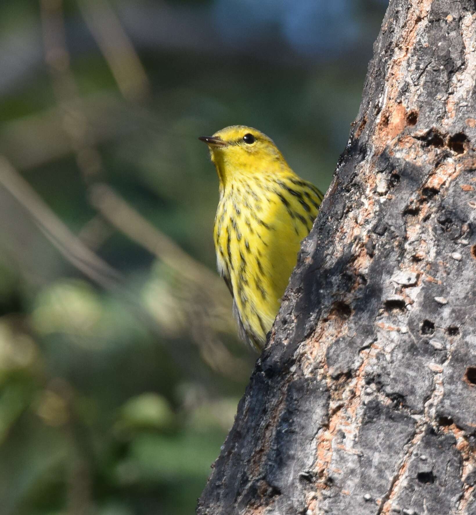 Image of Cape May Warbler