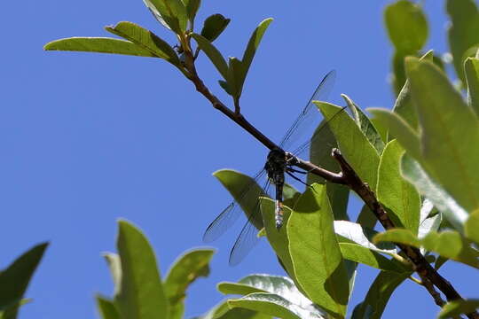 Image of Blue Cascader