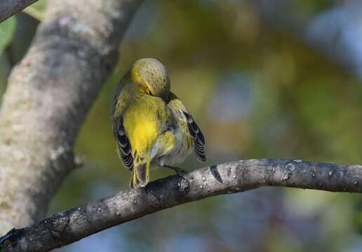 Image of Cape May Warbler