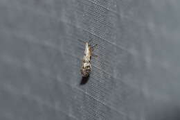 Image of American thuja shoot moth