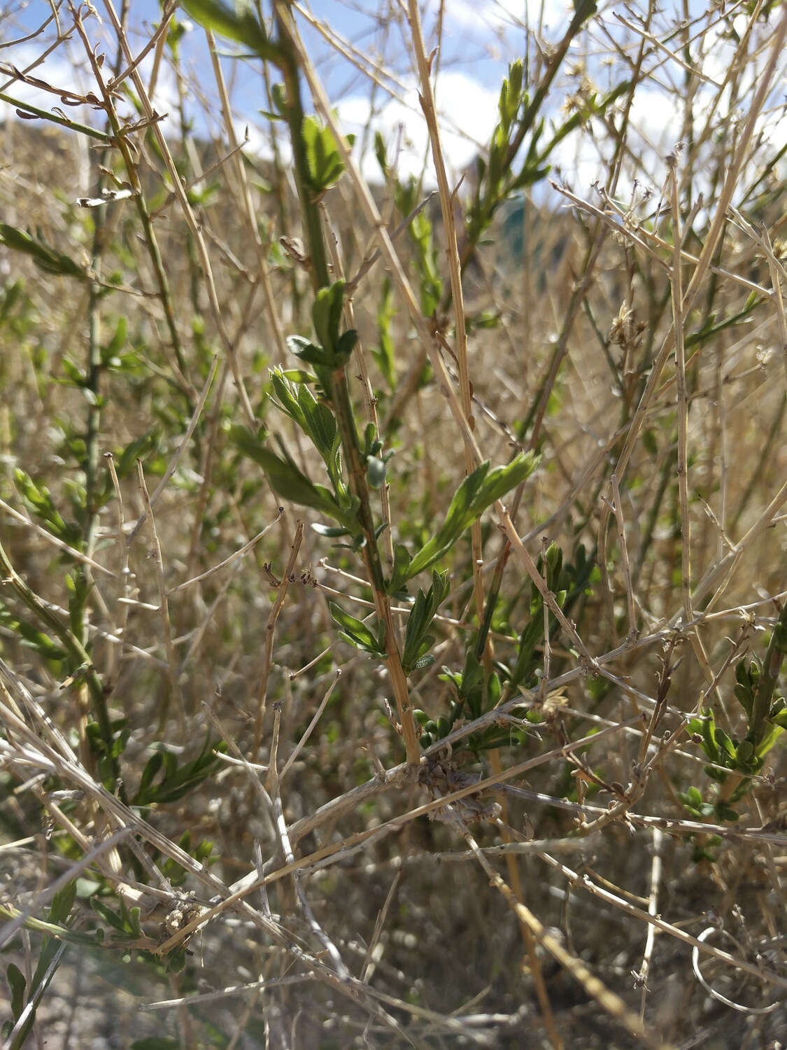 Image of shortleaf baccharis