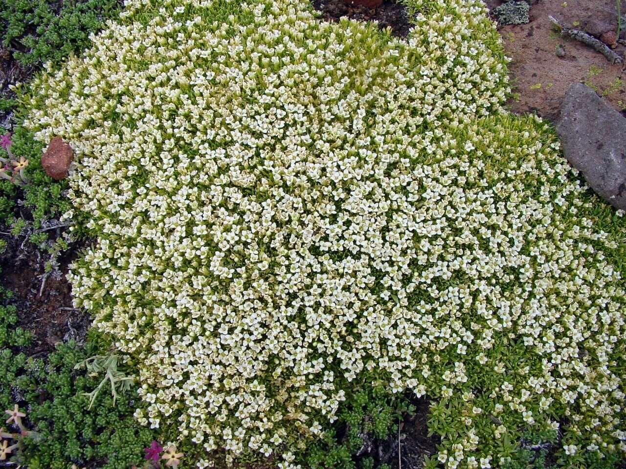 Imagem de Lithodraba mendocinensis (Hauman) Boelcke