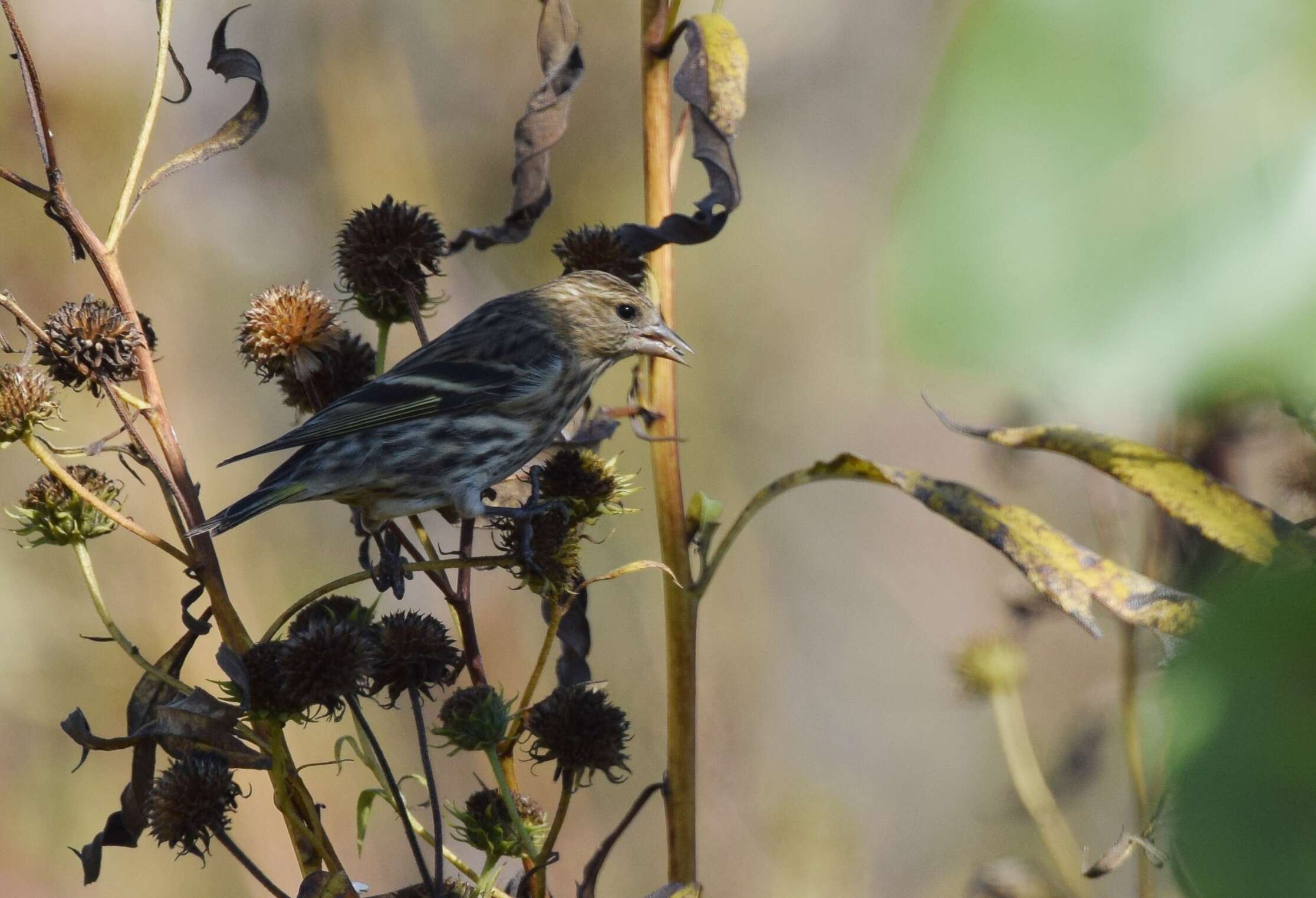 Image of Pine Siskin