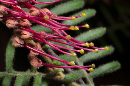 Image of Caley's grevillea