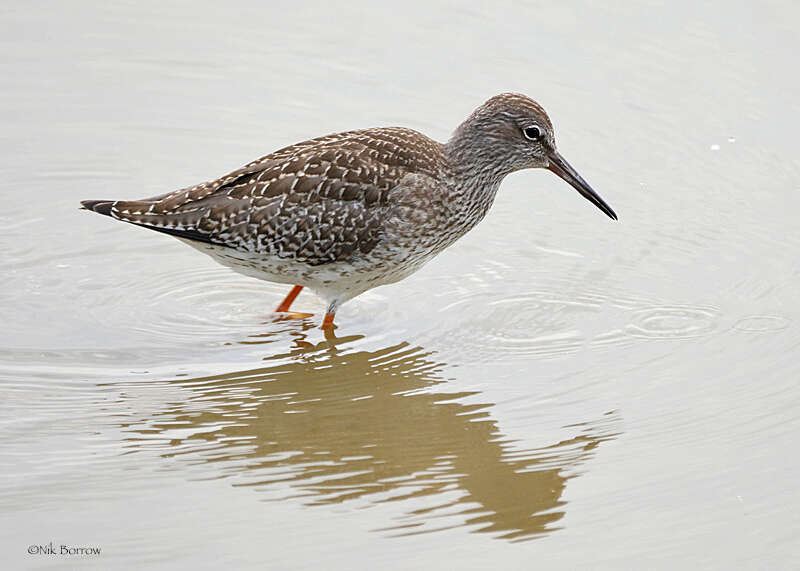 Image of Common Redshank