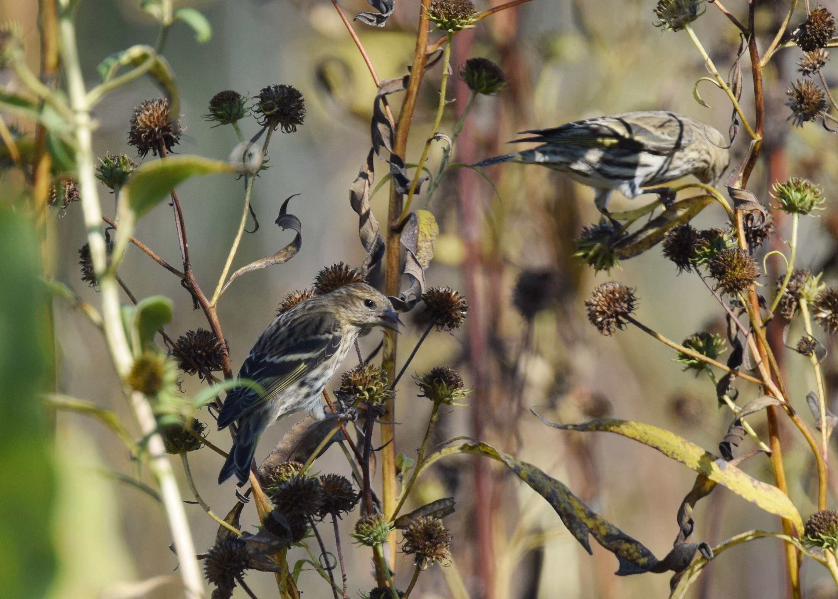 Image of Pine Siskin