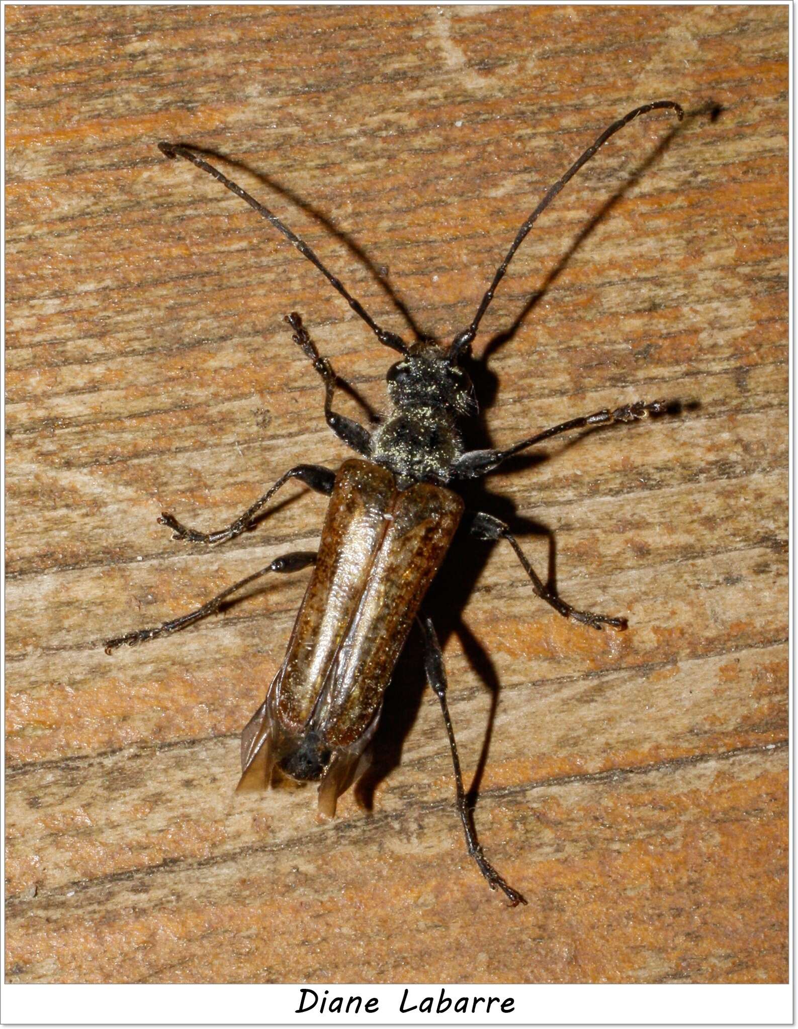 Image of Mottled Longhorned Beetle