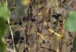 Image of Pine Siskin