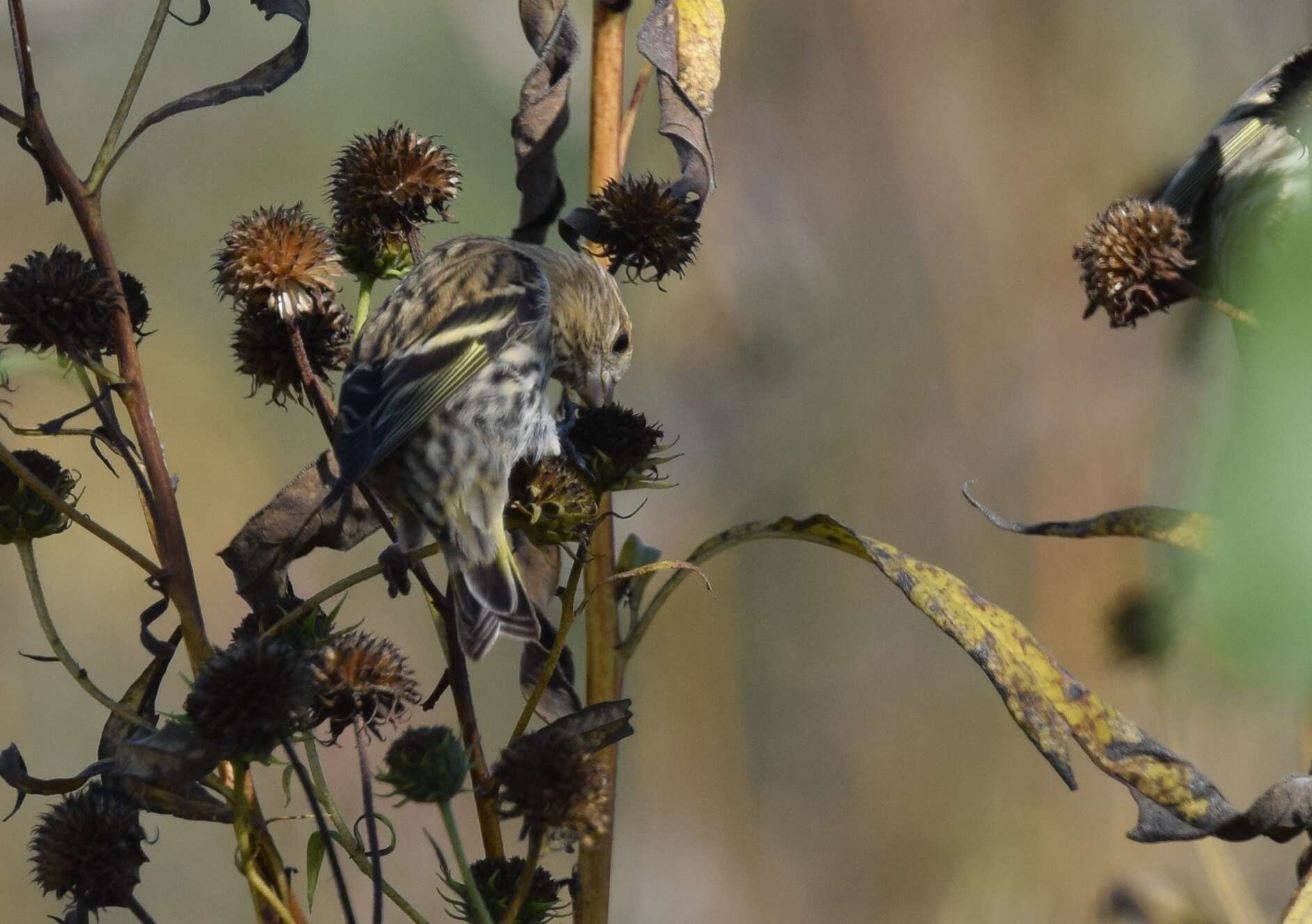 Image of Pine Siskin