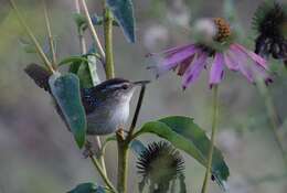 Image of Marsh Wren