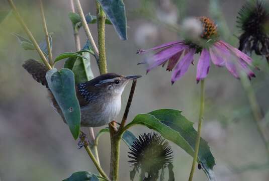 Image of Marsh Wren