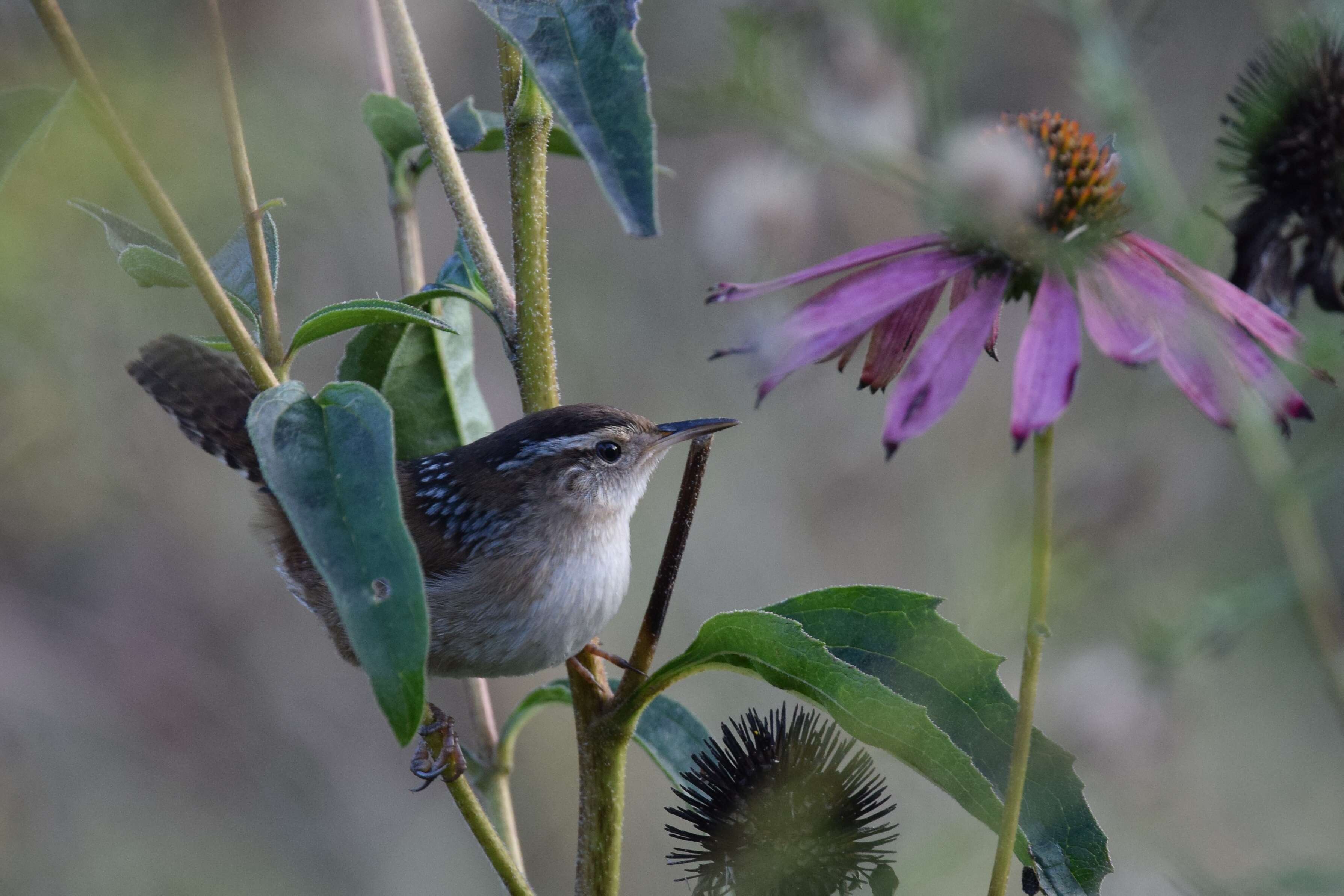 Image of Marsh Wren