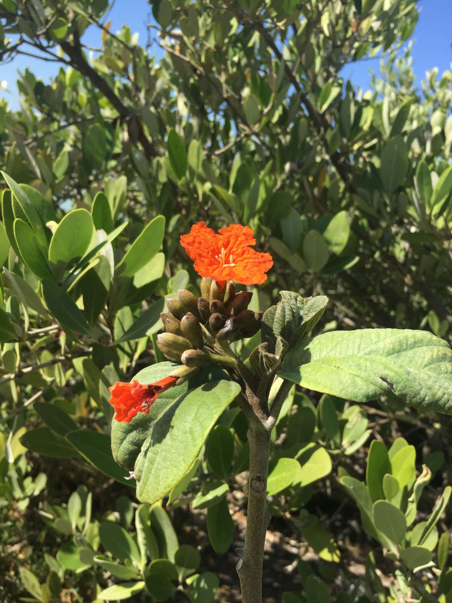 Image de Cordia sebestena L.