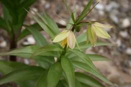 Image of Fritillaria raddeana Regel