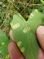 Image de Puccinia convolvuli (Pers.) Castagne 1842