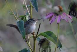 Image of Marsh Wren