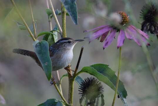 Image of Marsh Wren