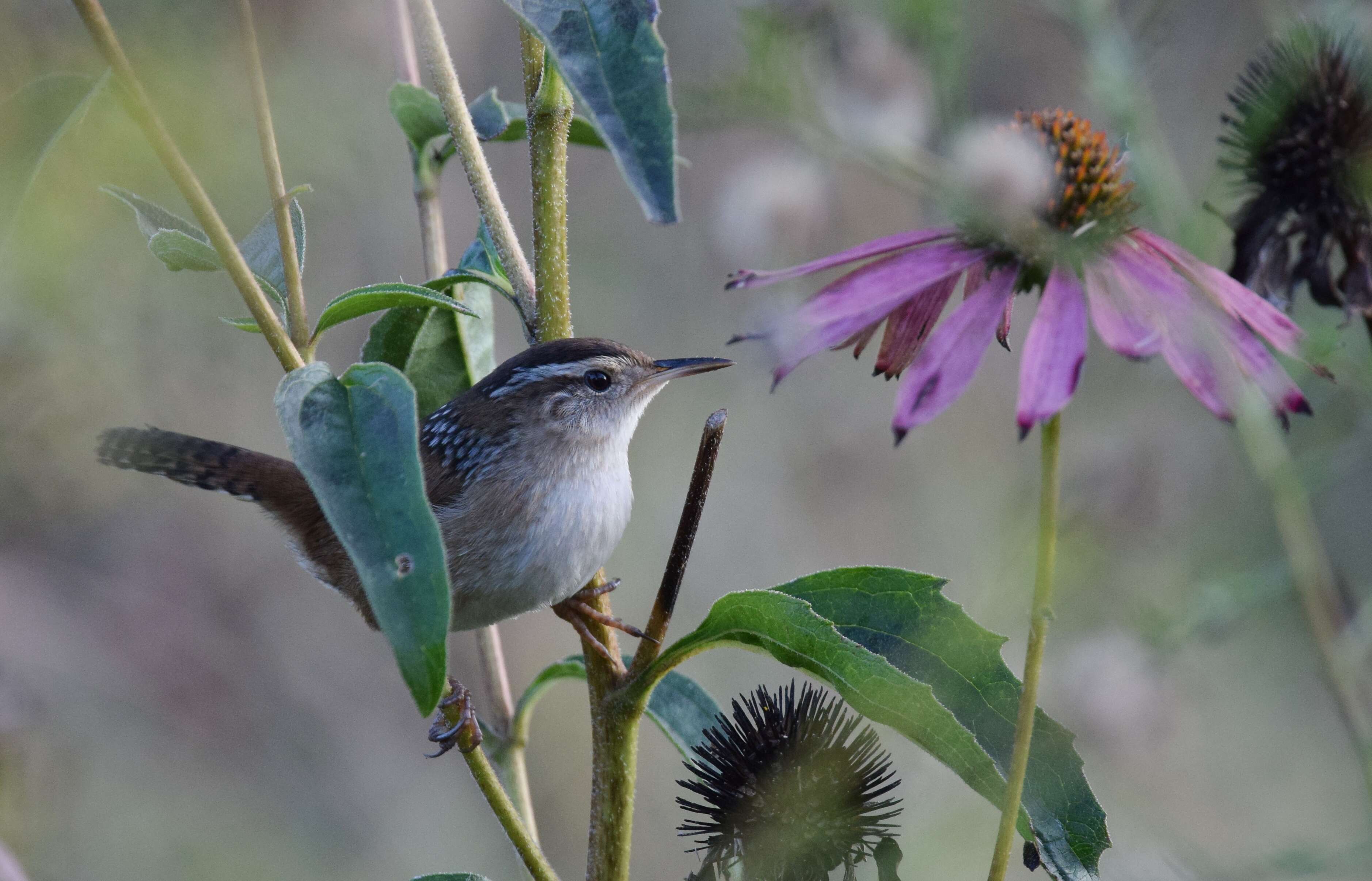 Image of Marsh Wren