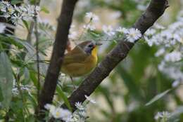 Geothlypis trichas (Linnaeus 1766) resmi