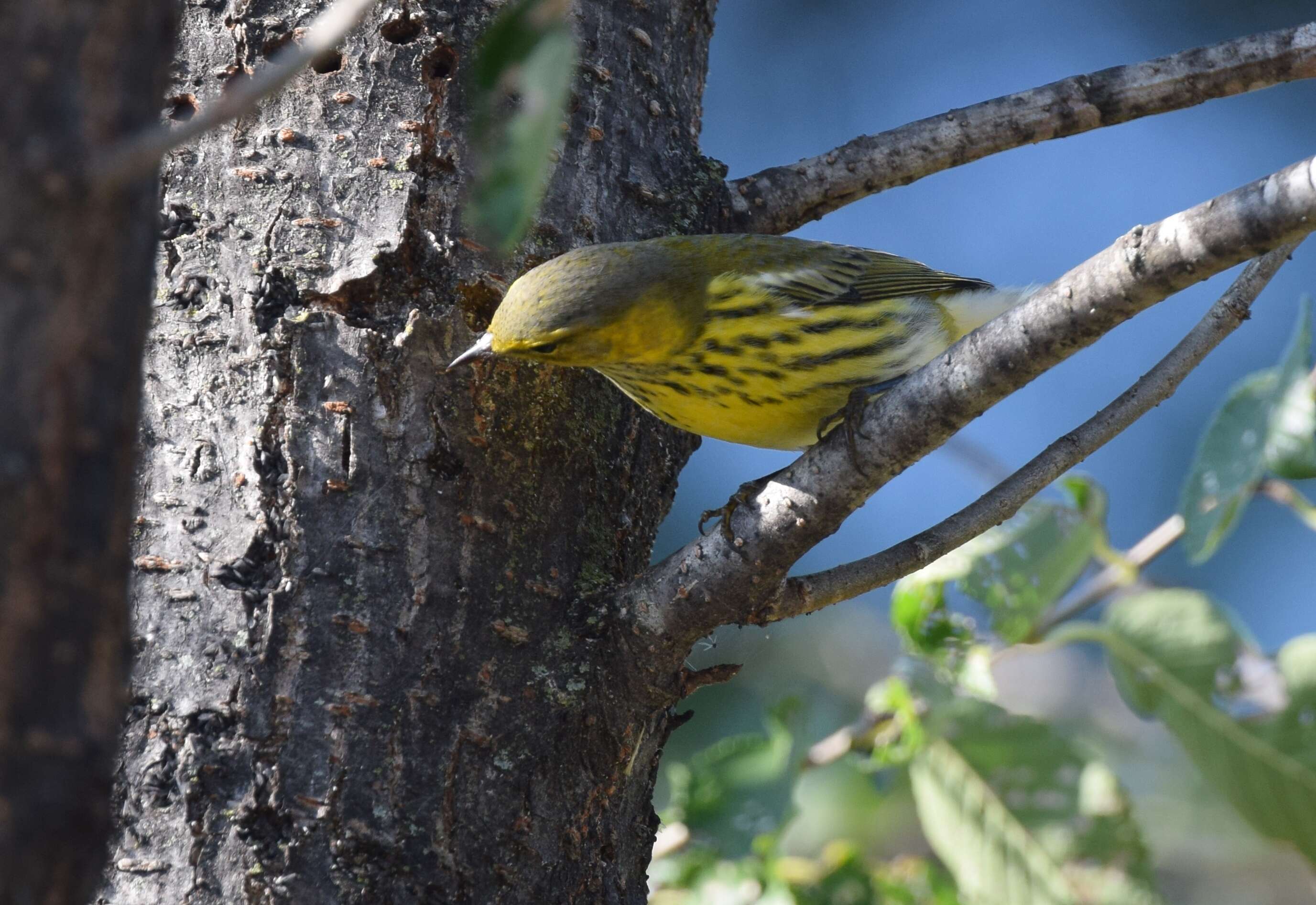 Image of Cape May Warbler