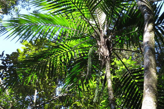 Слика од Laccospadix australasicus H. Wendl. & Drude