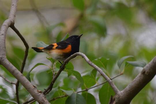 Image of American Redstart