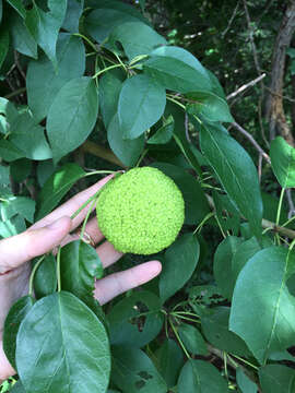 Image of Osage-orange