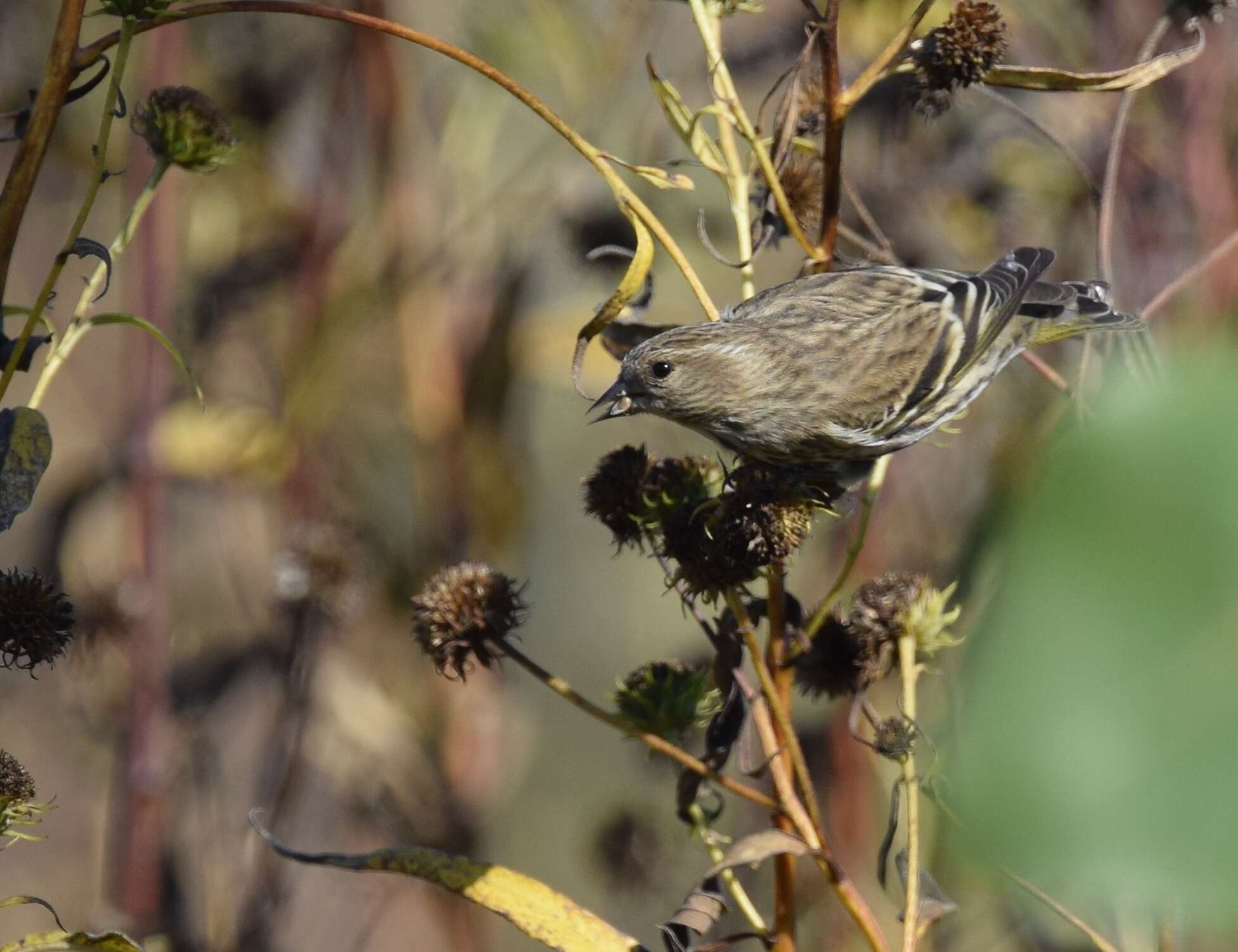 Image of Pine Siskin