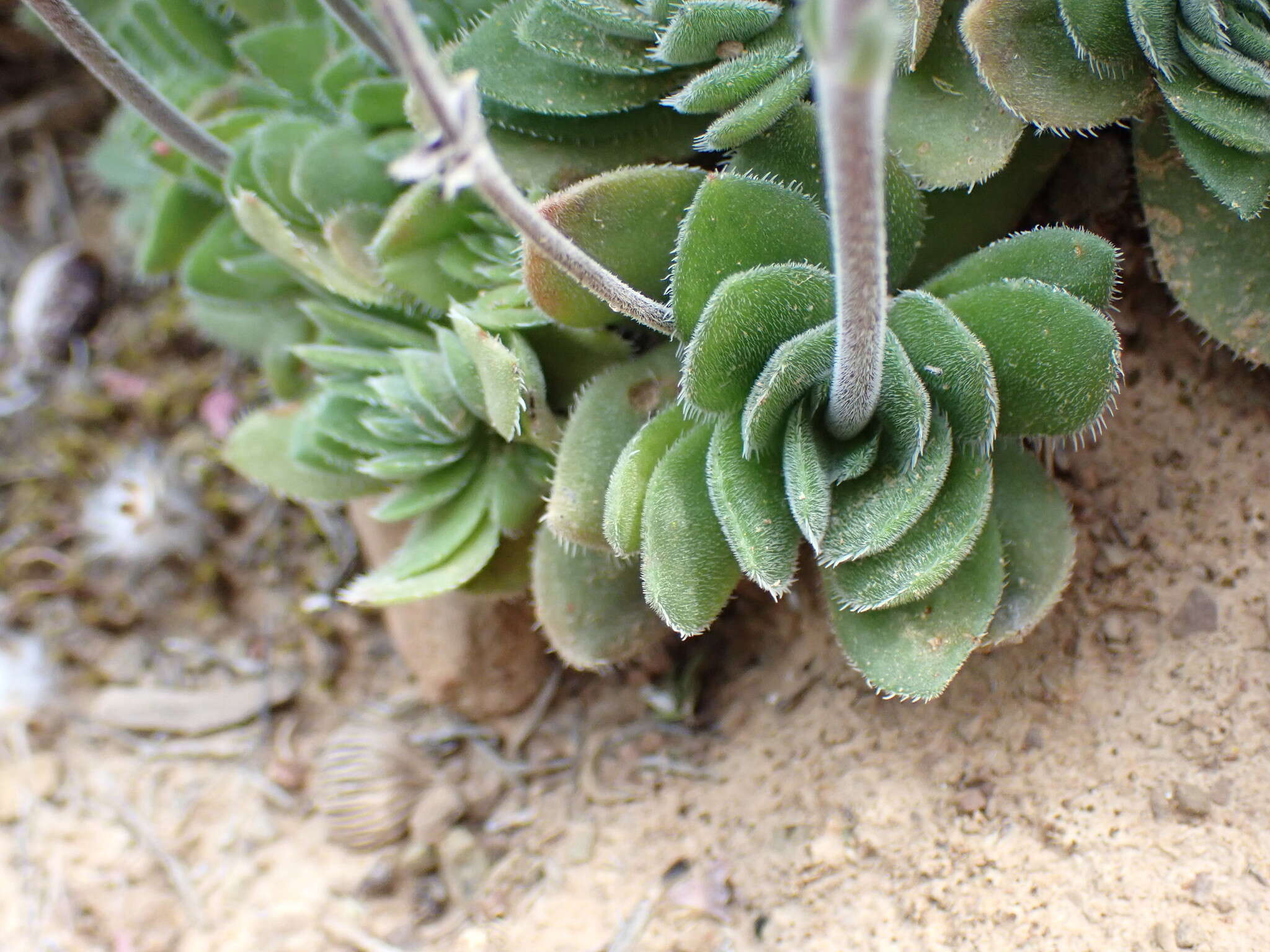 Image of Crassula tomentosa var. glabrifolia (Harv.) G. D. Rowley