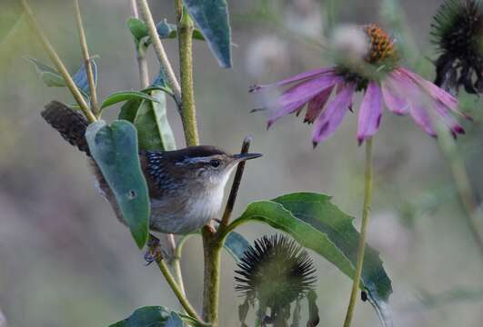 Image of Marsh Wren