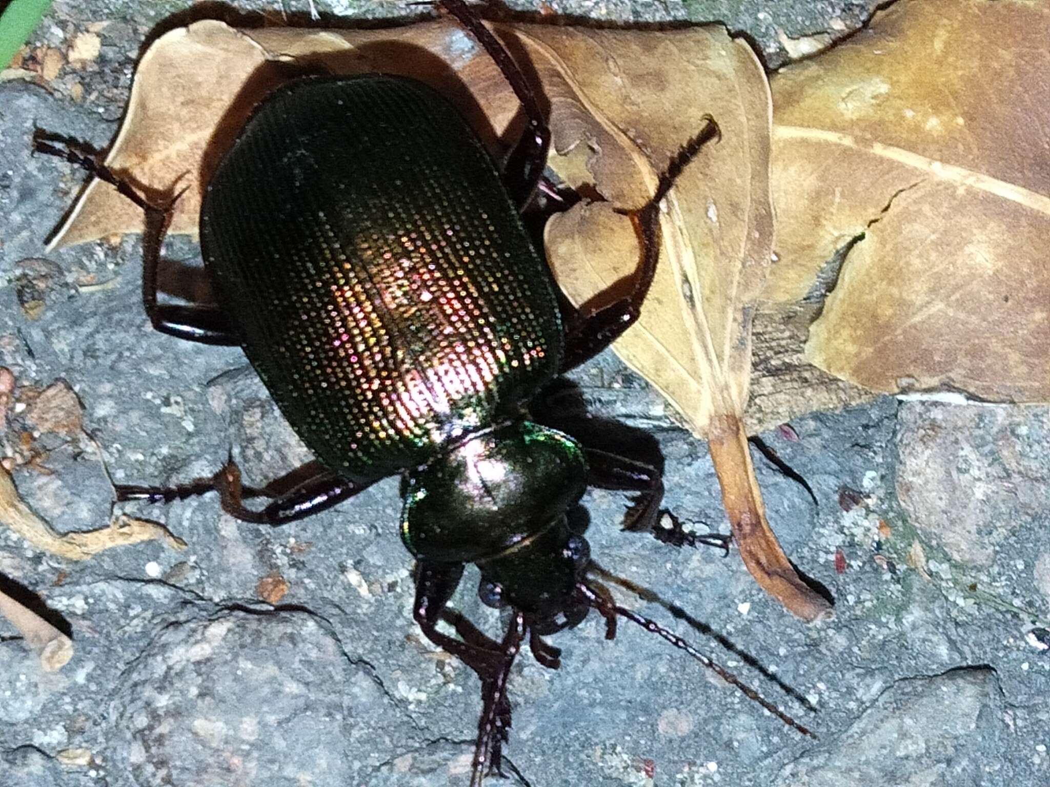 Imagem de Calosoma (Calosoma) schayeri Erichson 1842