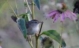 Image of Marsh Wren