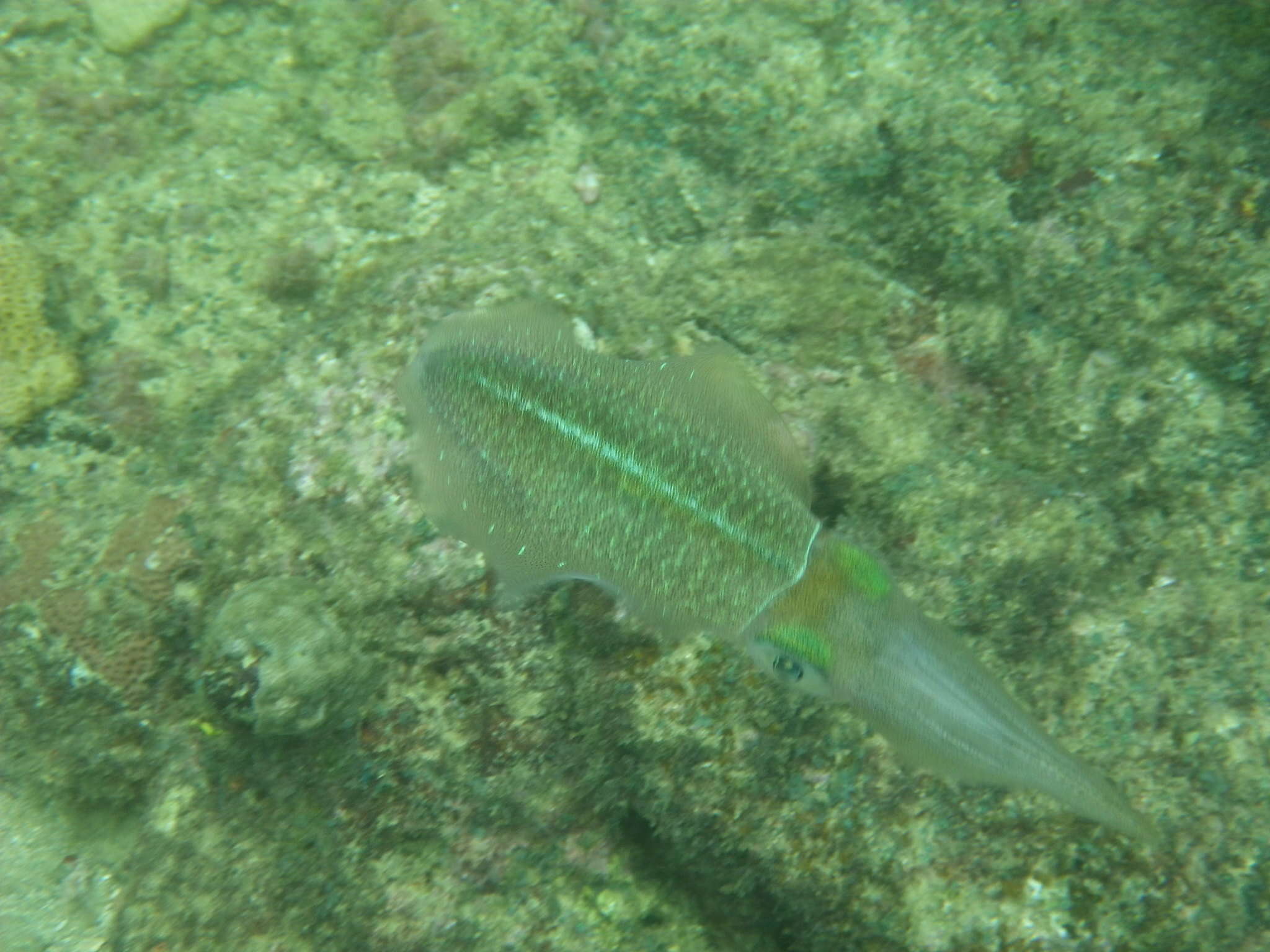 Image of Caribbean reef squid