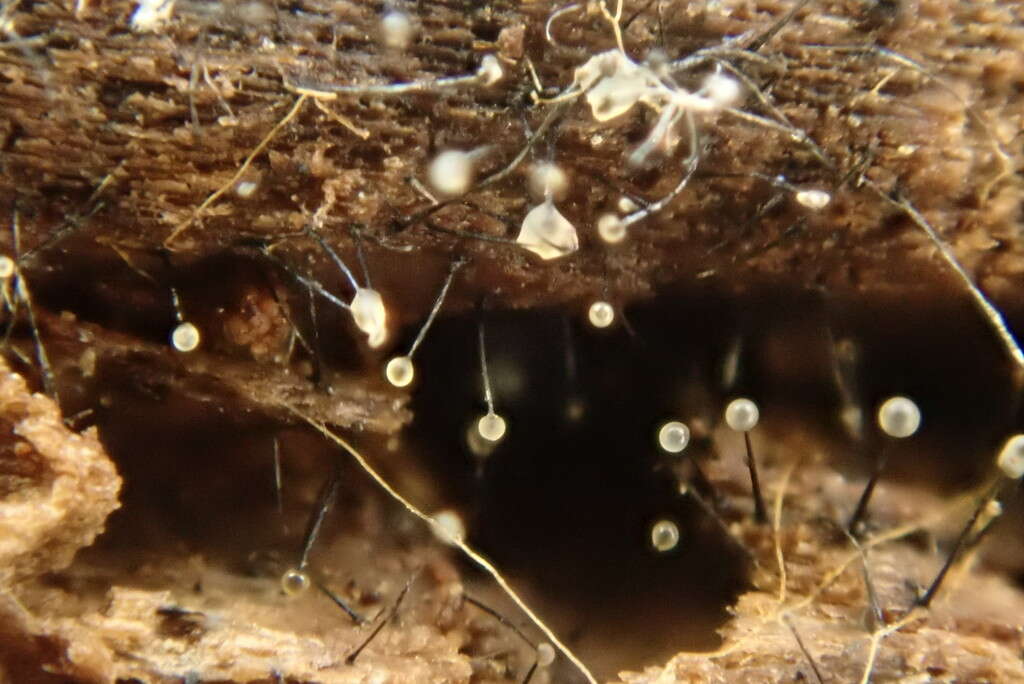 Image of Dutch elm disease