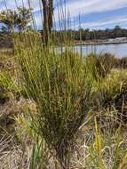 Image de Leptomeria drupacea (Labill.) Druce