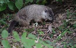 Image of Marmota subgen. Marmota Blumenbach 1779