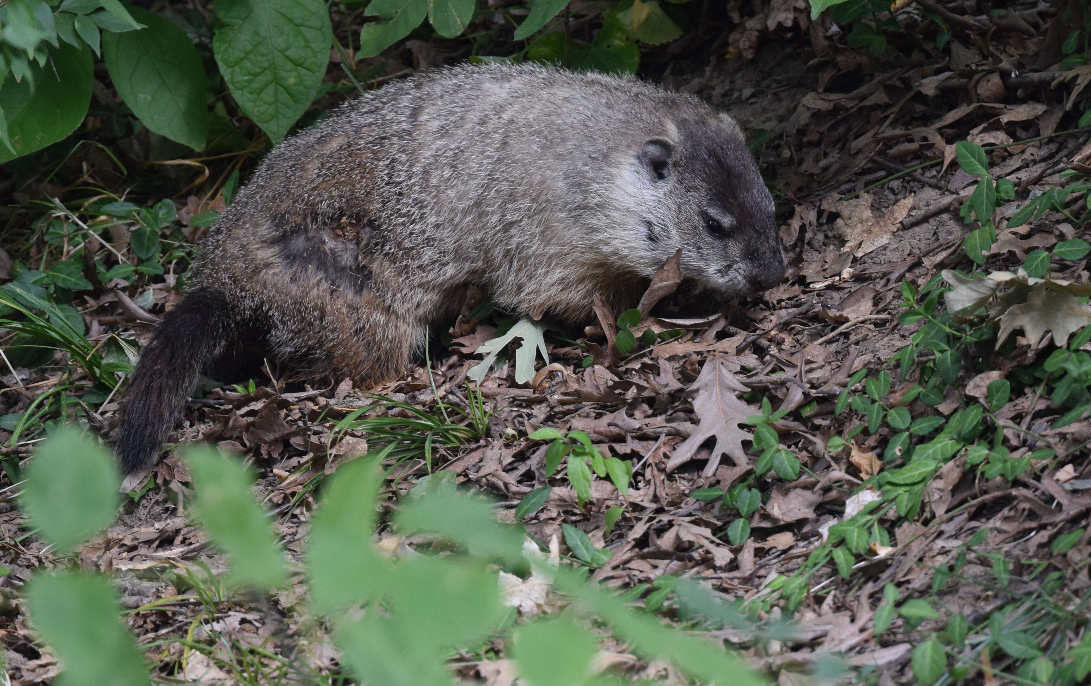 Sivun Marmota subgen. Marmota Blumenbach 1779 kuva