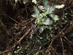 Escallonia myrtoidea Bert. ex DC. resmi