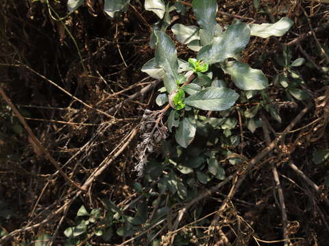 Escallonia myrtoidea Bert. ex DC. resmi