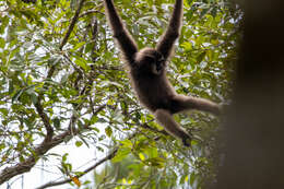 Image of Bornean Agile Gibbon